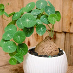 Rare Stephania Cephalantha Caudex Plant, Sprouting Succulent for Home Décor, Size 2-2.5 Inches Wide, Indoor Outdoor Ornamental, Already Sprout