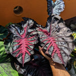 Combo 2 Black Red Colocasia Live Plants, 5 to 8" in Tall, Elephant Ear Esculenta Taro Alocasia Live Plant for Planting, Live House Plant Colocasia