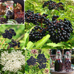 2 American Elderberry Bush Live Plants 6 to 12 Inch Tall, Black Elderberry Plants Live for Planting, Sweet Elderberries Fruit Tree Live Plant