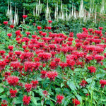 2 Red Bee Balm Plants Live, Perennial Garden Plugs 2-5" Tall, Red Flowers for Outdoor Planting