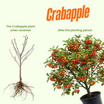 Crabapple Tree Live Plant, Red Apple Fruit Tree, 6 to 10 Inches Tall, Crabapple Tree for Outdoor Growing