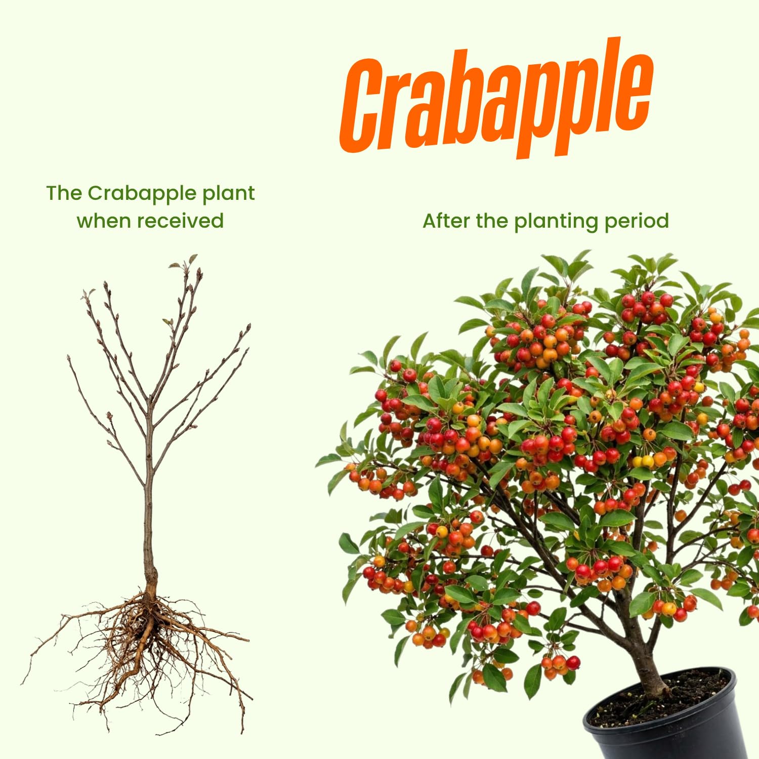 Crabapple Tree Live Plant, Red Apple Fruit Tree, 6 to 10 Inches Tall, Crabapple Tree for Outdoor Growing