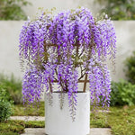 2 Wisteria Plants Live Trees Vines for Home Décor, Outdoor Planting, Size 6-12", Dormant in Winter, Hardy