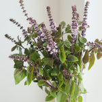 6 Basil Plants, African Blue Basil Live Plants, 3 to 6 Inc Long, Live Basil Plant, Basil Plant Pot, 4''