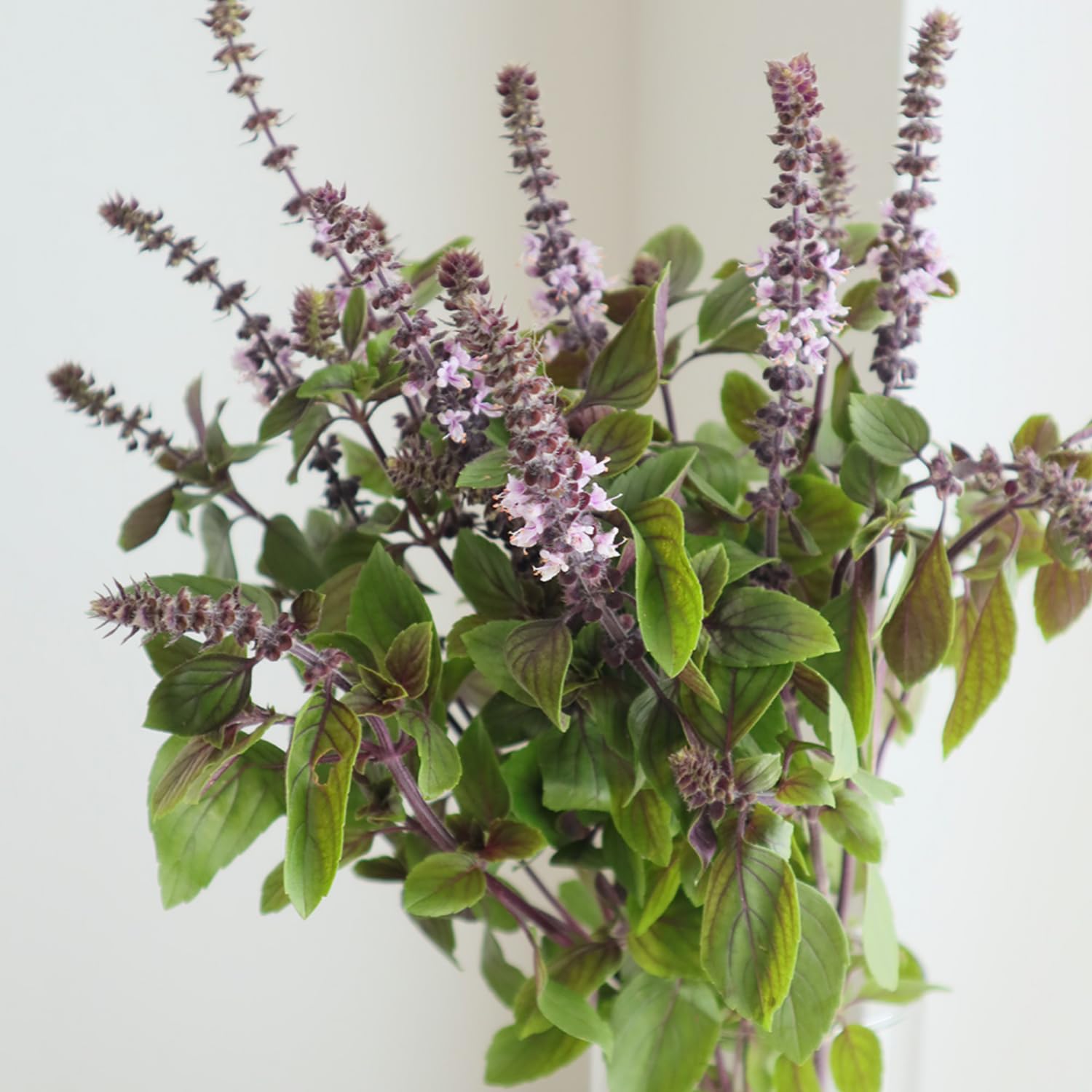 6 Basil Plants, African Blue Basil Live Plants, 3 to 6 Inc Long, Live Basil Plant, Basil Plant Pot, 4''
