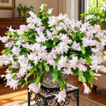 2PPP White Christmas Cactus Live Plant, Holiday Flowering, 3 Inches Pot