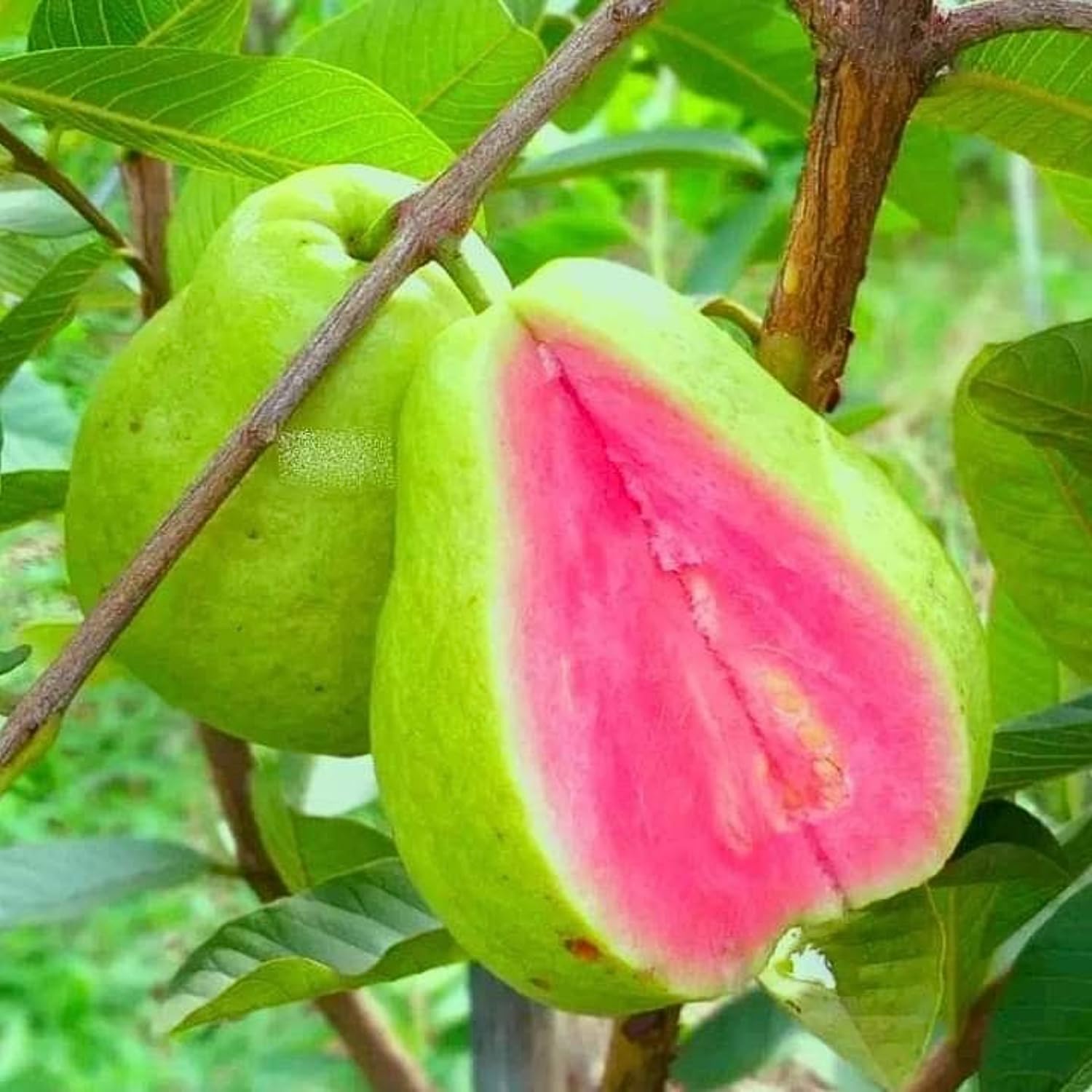 Pink Guava Plant Live 4-8 Inch Tall, Sweet Tropical Guava Fruit Tree Seedling, Garden and Container Growing