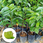 Soursop Annona Tree Live Plant, Starter Size 5”-10” Seedling No Pot, Hardy, Tropical Flavor