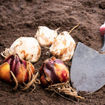 3 Pink Lily Bulbs for Planting, Lilies Flowers Bulbs for Gardening Indoors Outdoors, Large Bulb