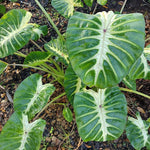 Colocasia Esculenta, Colocasia Live Plant, Elephant Ears Live Plant, Esculenta Taro Live Houseplant, 5-8 Inc Tall, No Pot (Rare Colocasia)