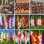 20 Mix Gladiolus Bulbs for Planting, Hardy Gladiolus Bulbs for Spring Planting, Large Bulb