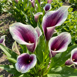 Calla Lily Bulbs for Planting, Calla Lily Bulbs, Vibrant Summer Blooming Flowers for Garden and Patio Planting (White Purple Calla Lily Bulbs (Set 3))