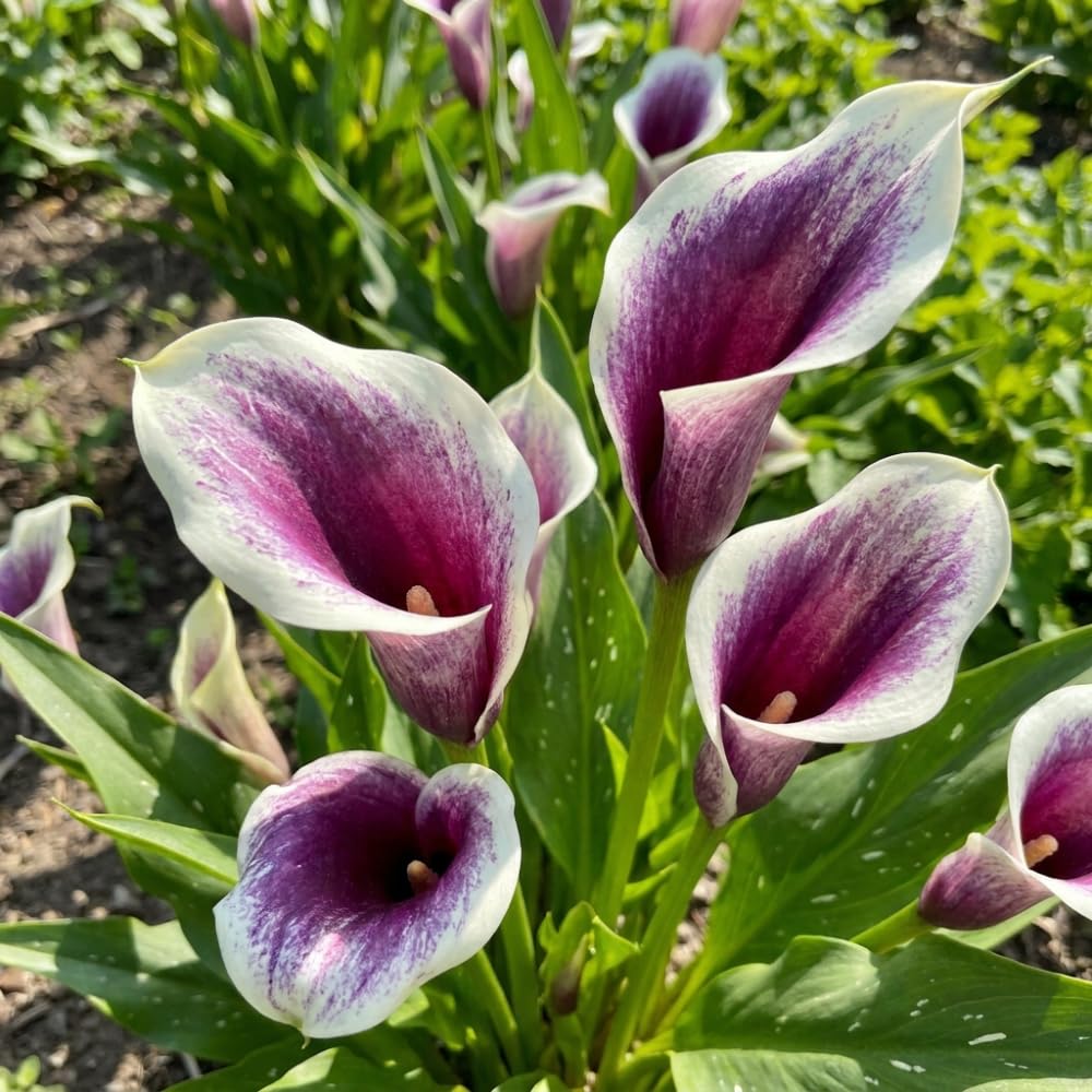 Calla Lily Bulbs for Planting, Calla Lily Bulbs, Vibrant Summer Blooming Flowers for Garden and Patio Planting (White Purple Calla Lily Bulbs (Set 3))