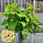 Hoya Quinquenervia Live Plant 3 Inches, Five Veined Hoyas Plant, Trailing Plants for Home Decoration Indoor