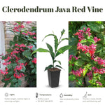 2 Clerodendrum Live Plants, Clerodendrum Thomsoniae Red Purple Blooms, 5-9 Inc Tall