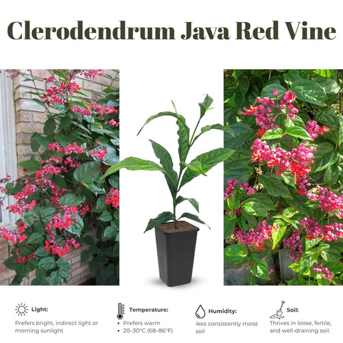 2 Clerodendrum Live Plants, Clerodendrum Thomsoniae Red Purple Blooms, 5-9 Inc Tall
