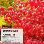 Red Burning Bush Shrub Live Plant, 2.5 Inches Pot, Dwarf Burning Bush Live Plant