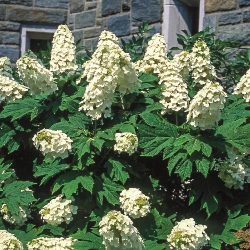 Reblooming Hydrangea Flowers, Hardy Hydrangea Plant Live Bush Shrub, 5-8" Tall Well-Rooted for Garden, Change Colors (Light White)