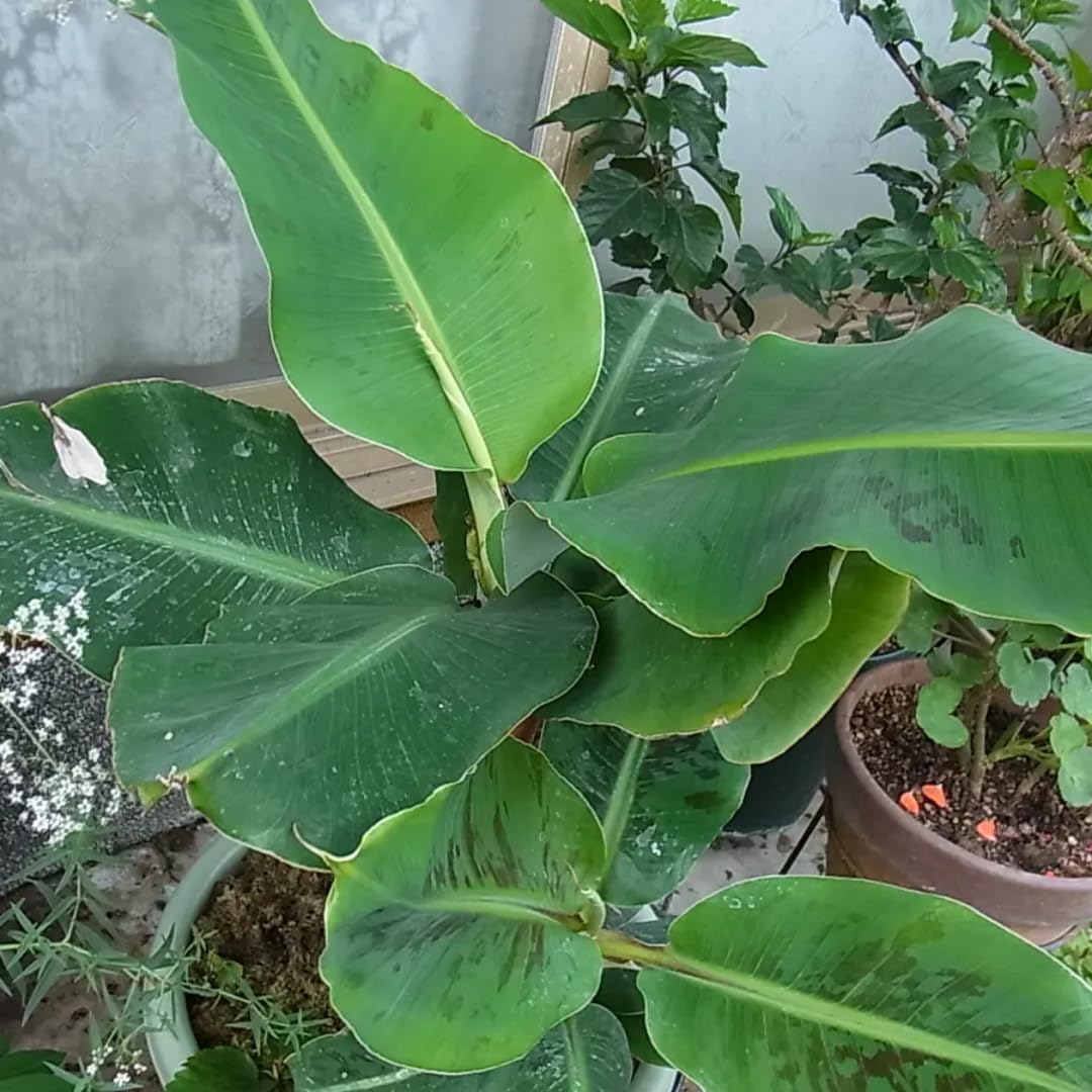 Tiny Banana Plants Live for Planting, Banana Trees Live Plants from 4 to 6 Inc Tall