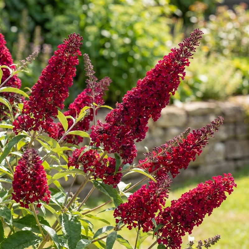 2 Red Butterfly Bush Plants Live, Vibrant Buddleia Plants 4-7 Inches, Colorful Flowering Shrub for Outdoor Garden