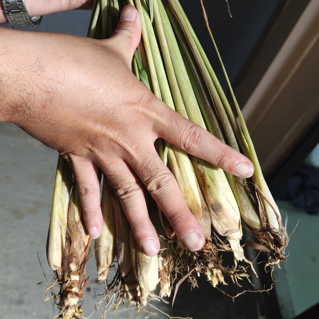 Sets 5 Herb Lemon Grass Live Plants, Rooted Lemongrass Stalks Lemongrass Plantsfor Planting, Indoor Outdoor