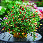 Pack 2 Rare Pepper Plants Live No Pot, 5-9" Chili Pepper Live Plants for Growing, 80 Days Old Plants