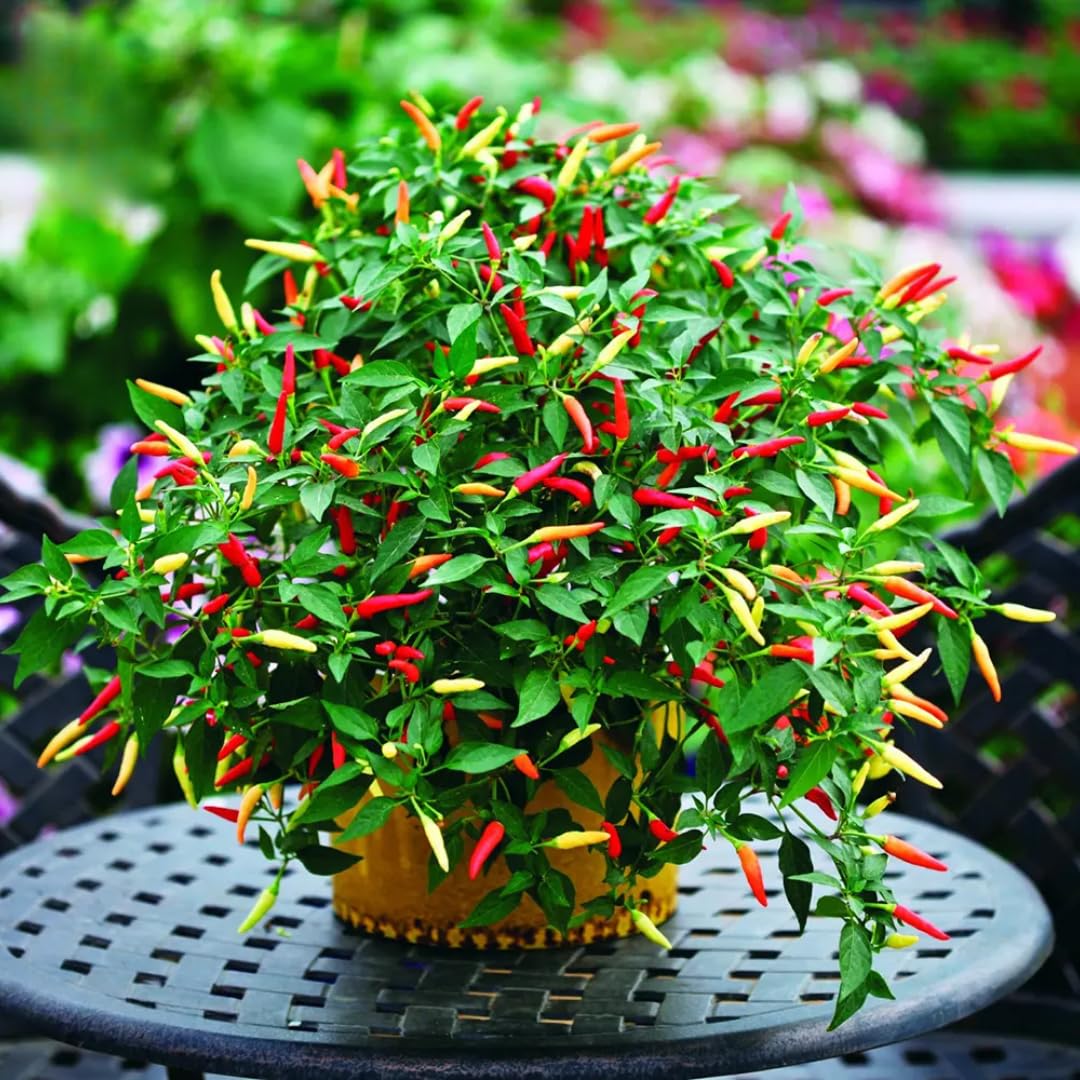 Pack 2 Rare Pepper Plants Live No Pot, 5-9" Chili Pepper Live Plants for Growing, 80 Days Old Plants