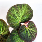 Begonia Live Plant, Begonias Live Plant, Rare Begonias Plants, 5-7 Inches in Height for Indoor Houseplant (Trailing Begonia)