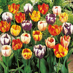 25 Tulip Bulbs for Planting, Easy-Grow Spring Flowers, Assorted Perennial Tulip Bulbs, Bulb Size 11/12 cm, Gardens, Containers, Flowerbeds Planting (Mix Tulip)