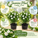 2 Frostproof Jasmine Live Plants, Fragrant Flowering Shrubs, 4-6" Tall