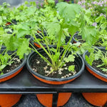 6 Parsley Plants Live, Parsley Live Plant, 5 to 7 Inc Tall, Live Parsley Plant Indoor Outdoor Gardening