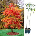 Fragrant Sassafras Tree Live Plant, 8-15" Tall Seedling in Pot, Colorful Autumn Foliage, Sassafras Plant for Landscaping