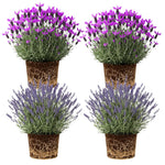 4 Lavender Plants Live Flower Indoor Outdoor, Lavandula Perennial Plants, Well Rooted 4-8" Tall, No Pot (Mix Lavender)