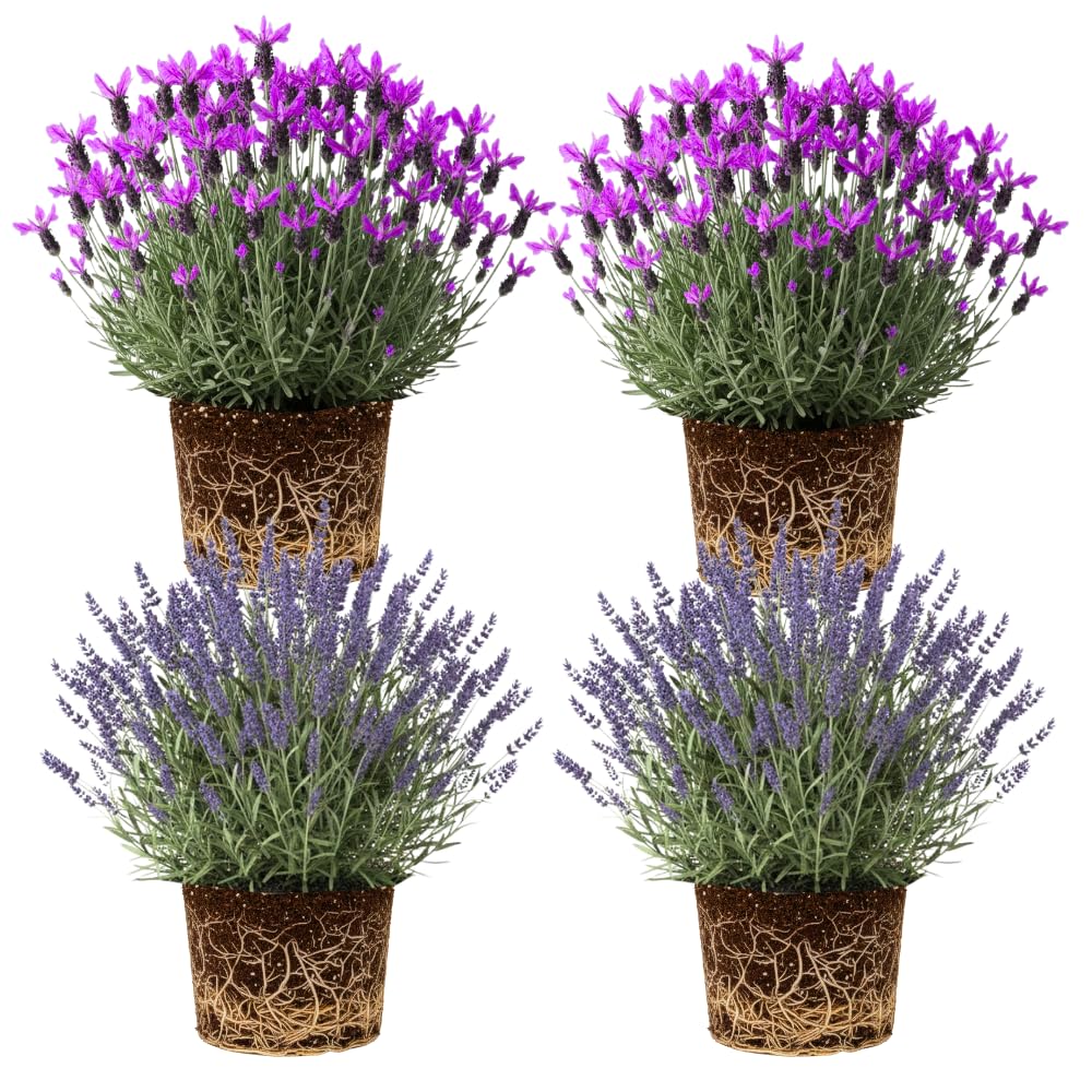 4 Lavender Plants Live Flower Indoor Outdoor, Lavandula Perennial Plants, Well Rooted 4-8" Tall, No Pot (Mix Lavender)