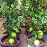 Large Sweet Pink Guava Tree for Planting, 20 to 24 Inches Height in Pot, Sweet Guava Trees Fruit for Gardening