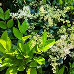 10 Privet Bush Shrub Rooted Cuttings, Green Privet Outdoor Plants 12-16 Inches