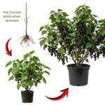 Black Currant Plant Live for Planting, Black Currant Berry Plant Live, 6-12'' Tall, Edible Berries for Planting