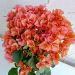 2 Bougainvillea Plants Live, Bougainvillea Live Plant, 4 to 6 Inc Tall, Flower Vine Plant Garden (Orange)