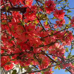 Red Flowering Quince Live Plant Shrub 5 Inch Pot, Chaenomeles Japonica for Yard Garden, Quince Flower Plant 6-8" Tall