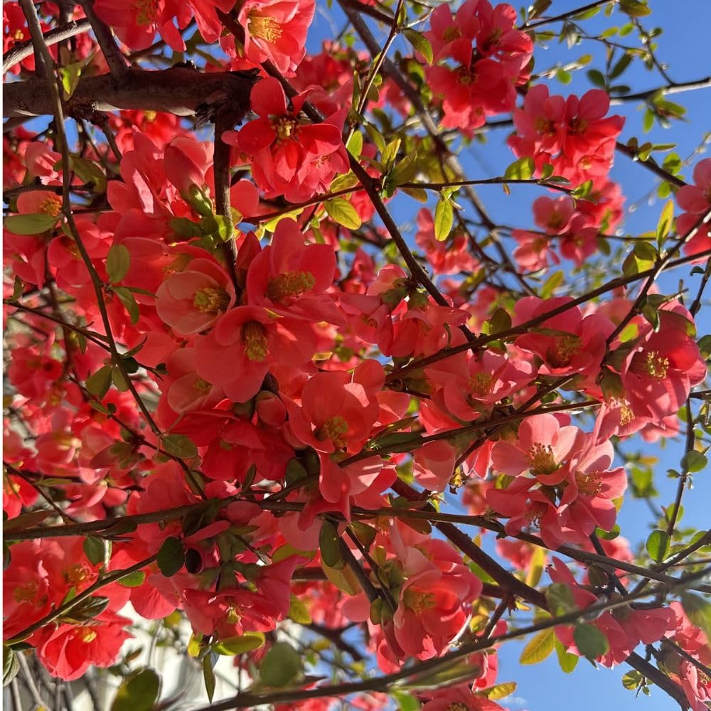 Red Flowering Quince Live Plant Shrub 5 Inch Pot, Chaenomeles Japonica for Yard Garden, Quince Flower Plant 6-8" Tall