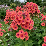 Phlox Plant, Orange Phlox Plant in Plug, 2-3 Inches Tall, Hardy Perennial Flower for Outdoor Garden
