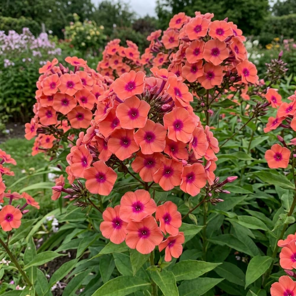 Phlox Plant, Orange Phlox Plant in Plug, 2-3 Inches Tall, Hardy Perennial Flower for Outdoor Garden
