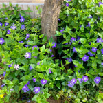 2 Vinca Plants Live, Creeping Periwinkle Plants Live, Vinca Minor Live Plant Indoor, Vinca Plant Pot, Ground Cover Plant Live, 4 to 6 Inches Tall in 4 Inches Pot