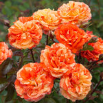 Climbing Rose Live Plant, 6 Months Old Starter, Fragrant Purple Climbing Roses for Planting Outdoor, No Pot (Dark Night)