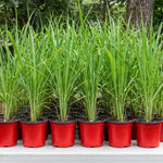 1 Pot Lemongrass Plants Live for Outdoor, 10 Inc Tall Lemon Grass Live Plants in Pot, Live Lemon Grass Plants