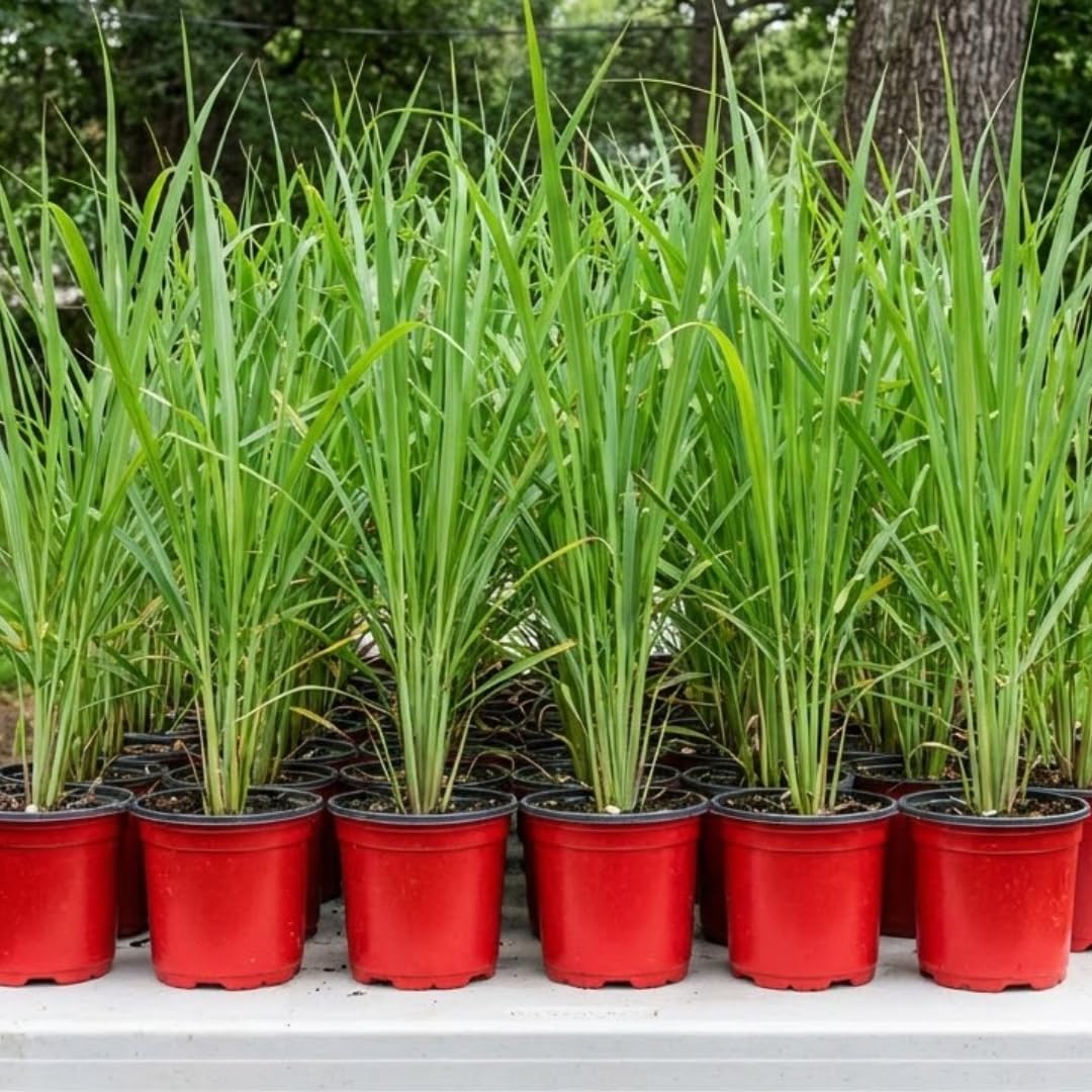 1 Pot Lemongrass Plants Live for Outdoor, 10 Inc Tall Lemon Grass Live Plants in Pot, Live Lemon Grass Plants