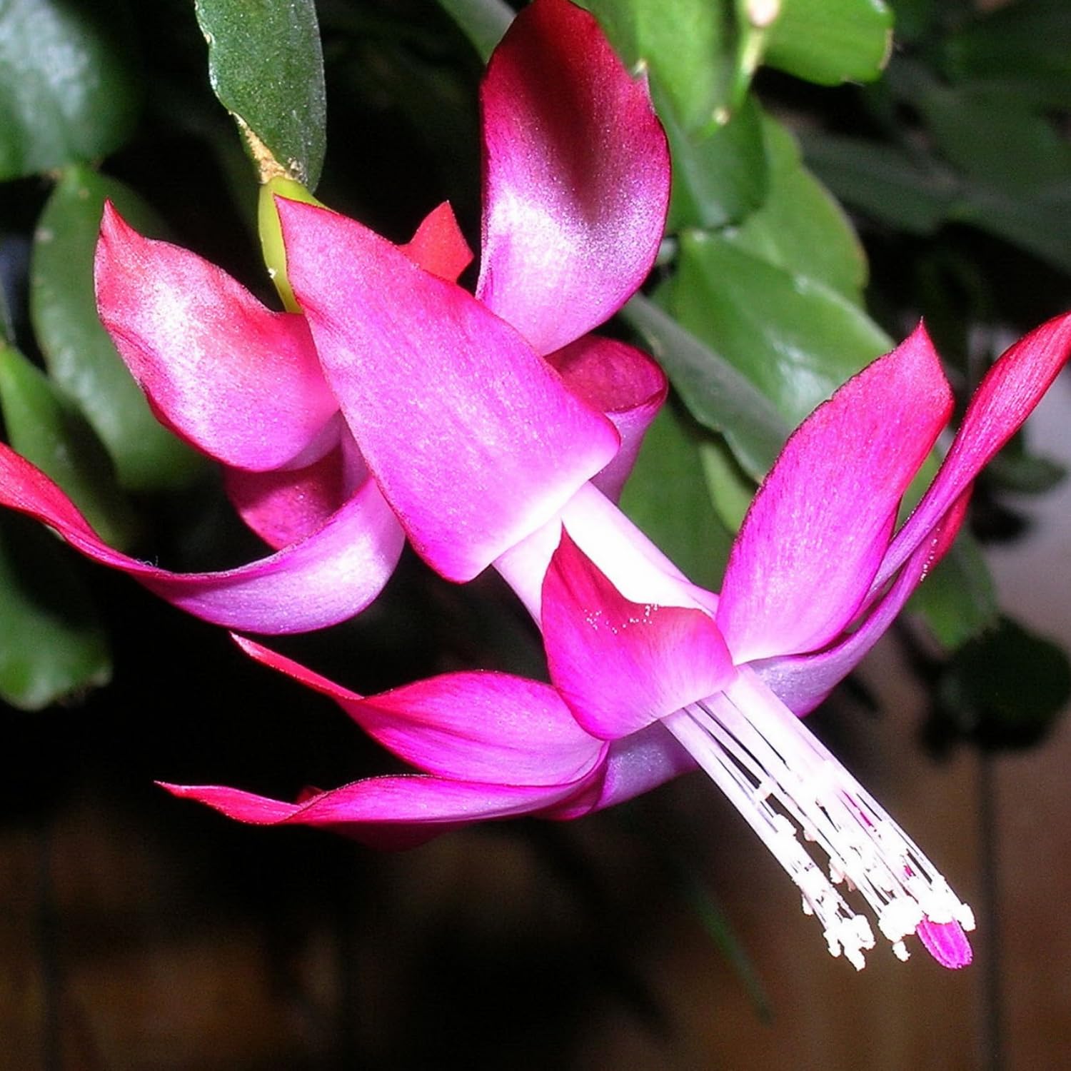 Pink True Christmas Cactus Plant, 4 Inch Pot Holiday Succulent, Rare Perennial Pink Christmas Cactus Live Plant, 4 to 6 Inch Tall Flower Plants for Indoor Garden, Hanging Basket, No Pot