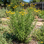 Set of 2 Mexican Tarragon Live Plants, Tarragon Plant Live, 4-6 Inches Tall, Culinary Herb Plants for Outdoor Planting