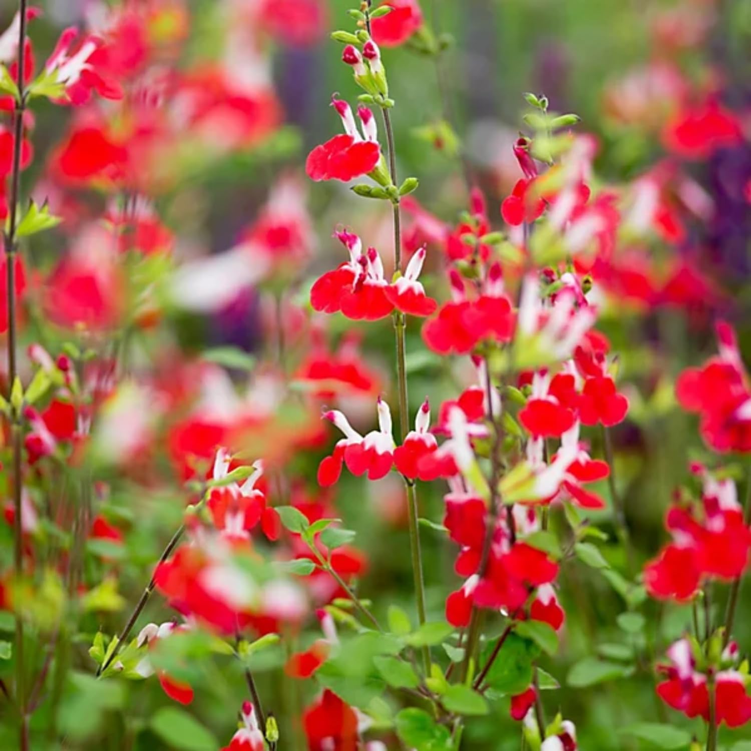 Hot Lips Salvia Live Plants, 2 Starter Sage Plants in 4 Inch Pot, Red and White Salvia Plants 4–8" Tall