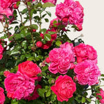 Rose Bush Live Plant, Hybrid Tea Rose Plant Live, 5-9 Inch Tall, Fragrant Flowers Tree, Well-Rooted 1 Year Old, No Pot (Red Pink Rose)